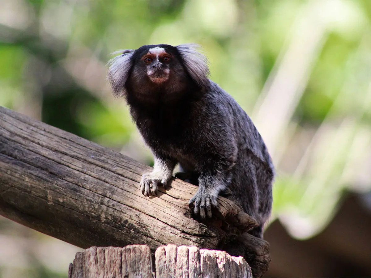 Sagui na Fazendinha Vô Bráulio do Thermas de São Pedro